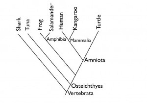 complicated example mammals