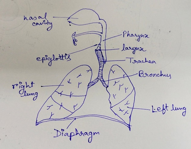 respiratory organs