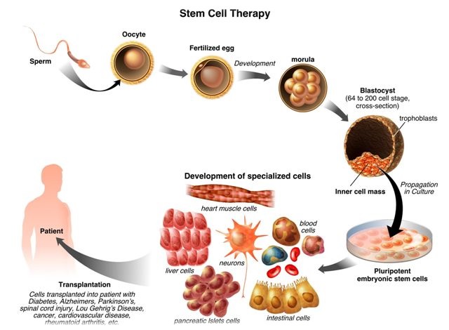 stem cells homework