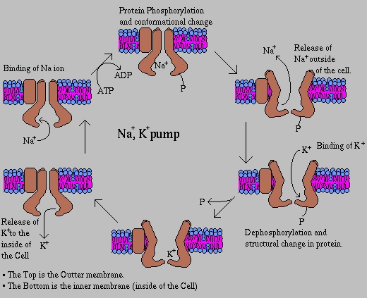 Structure of Na and K pump