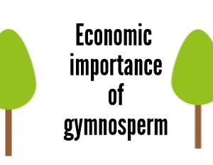 Uses of Gymnosperm Trees