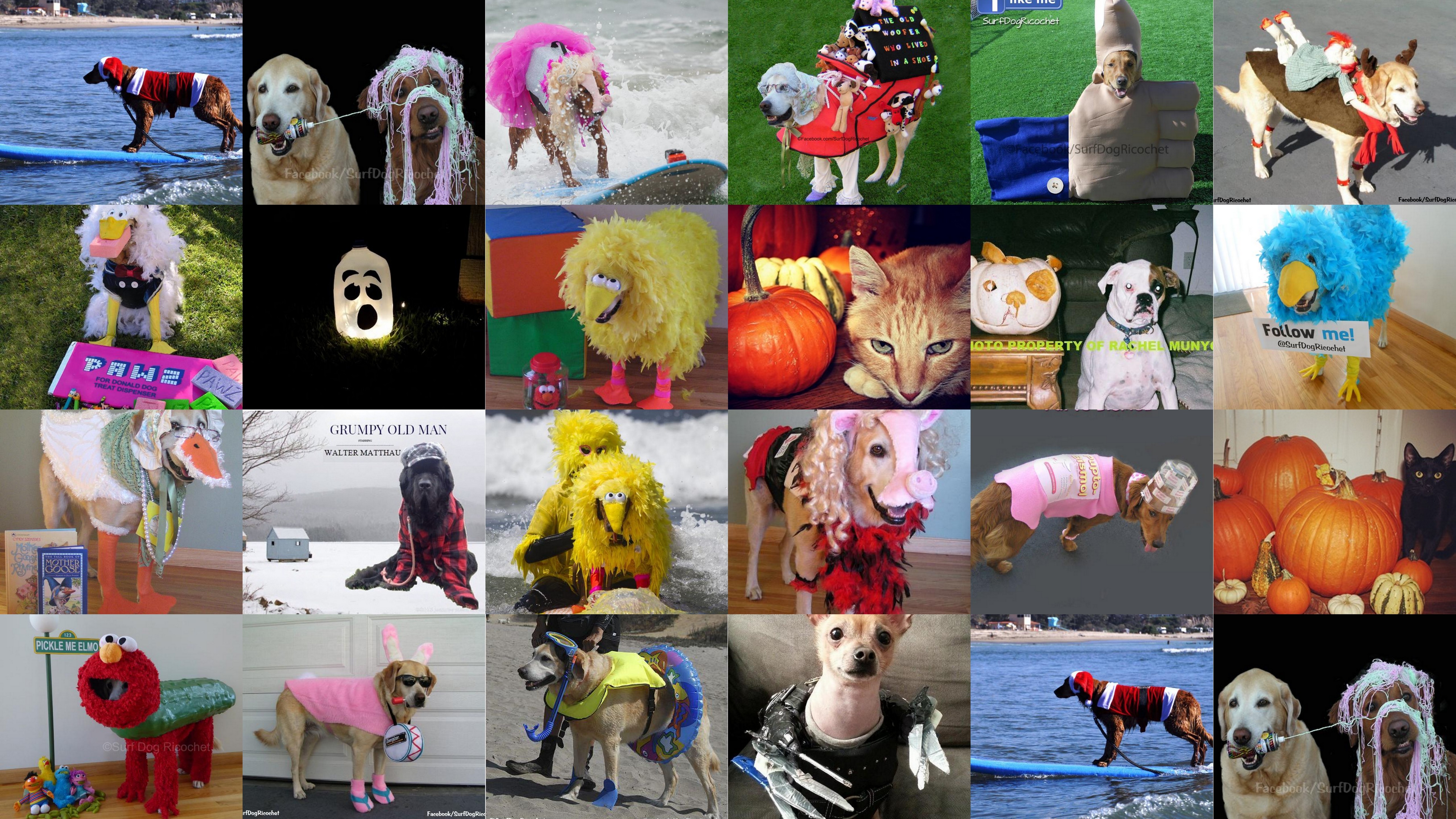 Halloween Photo contest 2014