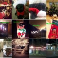 Holiday Photo Contest Christmas photo contest result