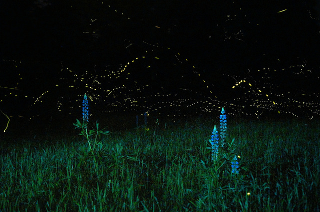 fireflies spring break 