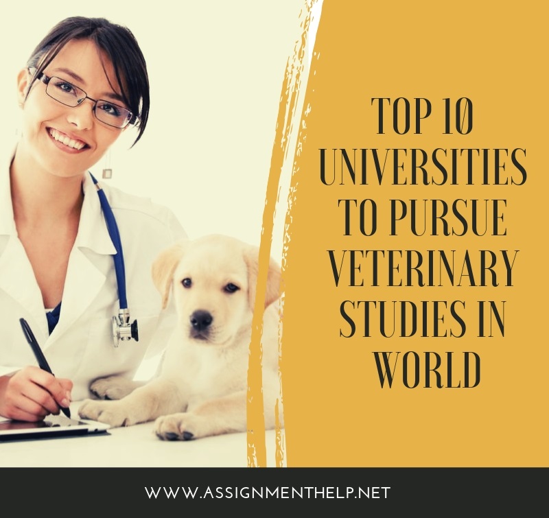Top 10 Universities to Pursue Veterinary Studies in World