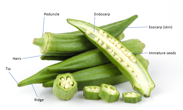 A picture of okra. Okra fruits are green and conical. One okra fruit is cut in half and there are multiple okra 'rounds' showing the interenal pentagonal structure. The exocarp (skin), endocarp, peduncle, hairs, ridges, tips and immature seeds are indicated.