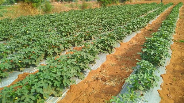 An okra crop. Okra plants are arranged in lines in mounds covered by plastic.