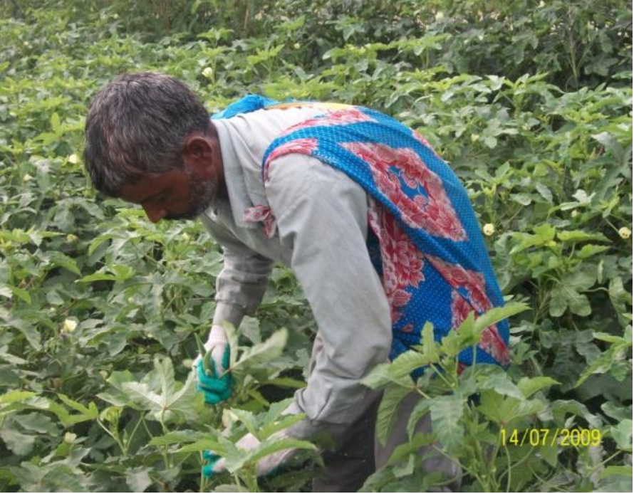 Okra is being harvested. The harvester is wearing gloves and harvests the okra by hand, storing them in a tote bag over his shoulder.