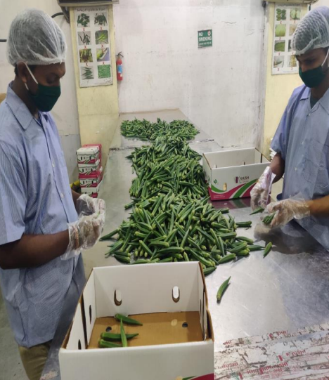 Okra being sorted and graded. The okra fruits are in piles indoors on a stainless steel table. Two workers wearing gloves, hairnets and masks inspect the okra before putting the fruits into boxes.
