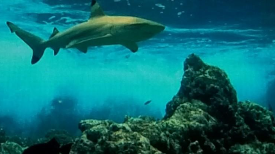 A shark swimming in the water Description automatically generated