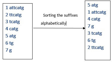 Sorting the suffixes alphabetically