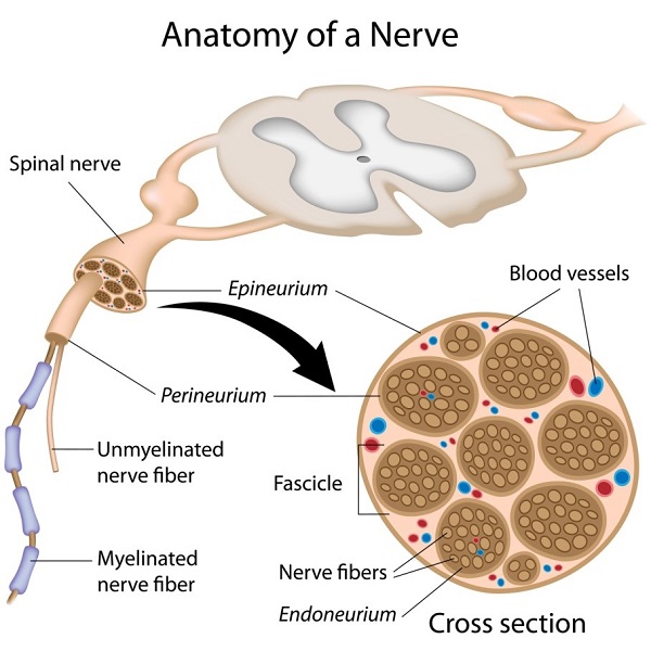 Anatomy of a Nerve