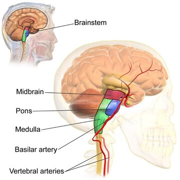 brainstem anatomy