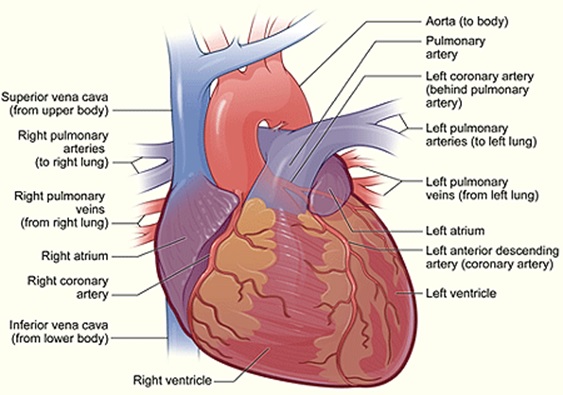 Circulatory system in human