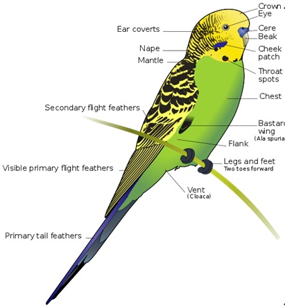 Flight Adaptation In Aves