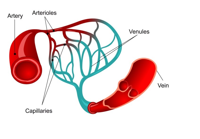 collect blood from capillaries