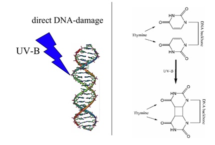DNA Damage