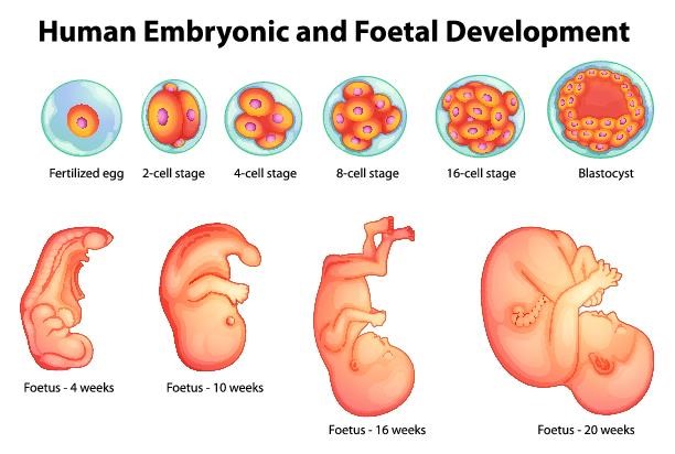 Human Embryonic and Foetal Development