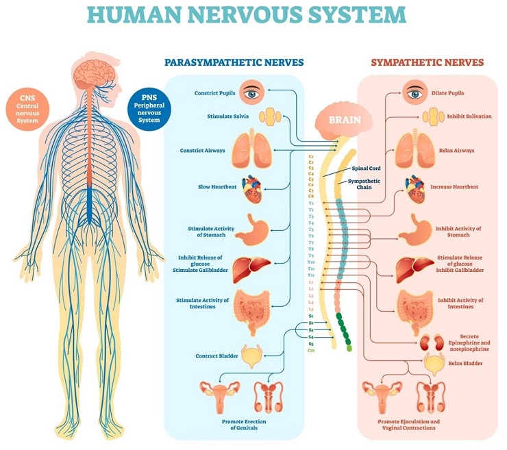 Human Nervous system