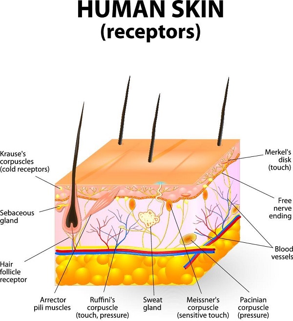 Human Skin Receptors