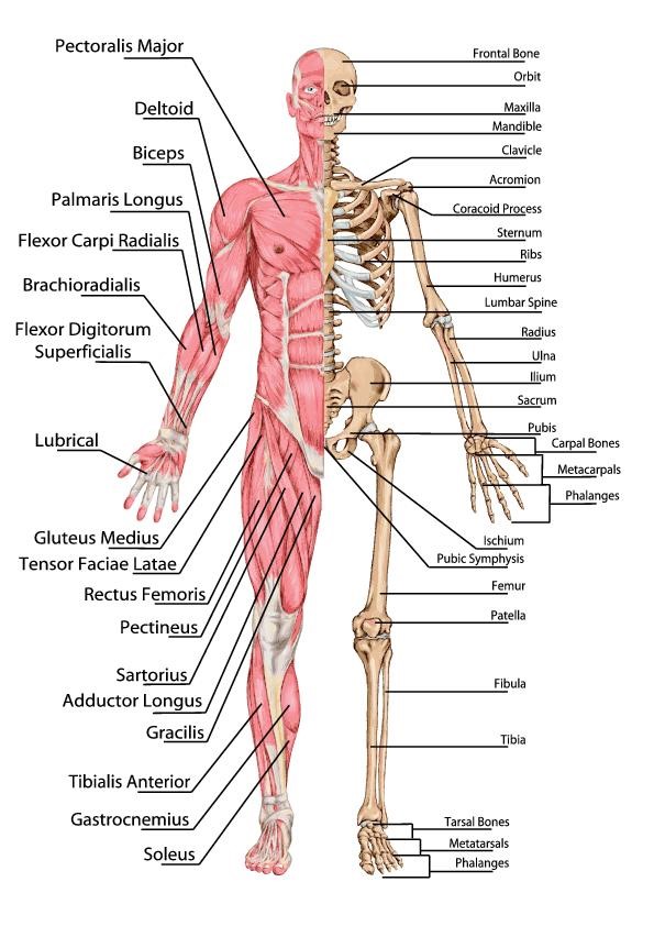 major bones and muscles in the body Image 1