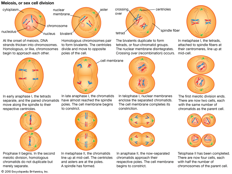 Meiosis Cell Division