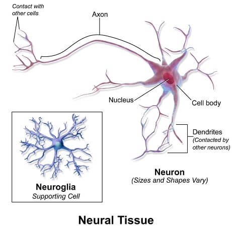 neural tissue