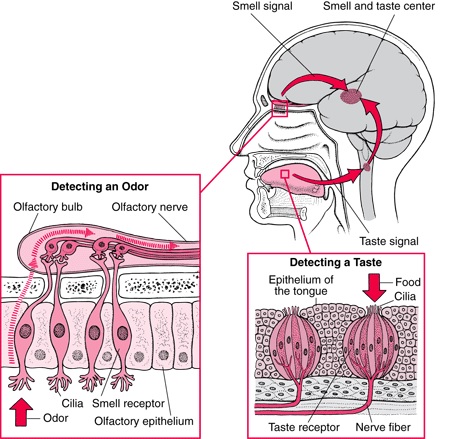 Olfactory system and other sensory organs