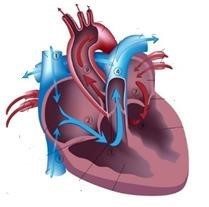 parts of the cardiovascular system
