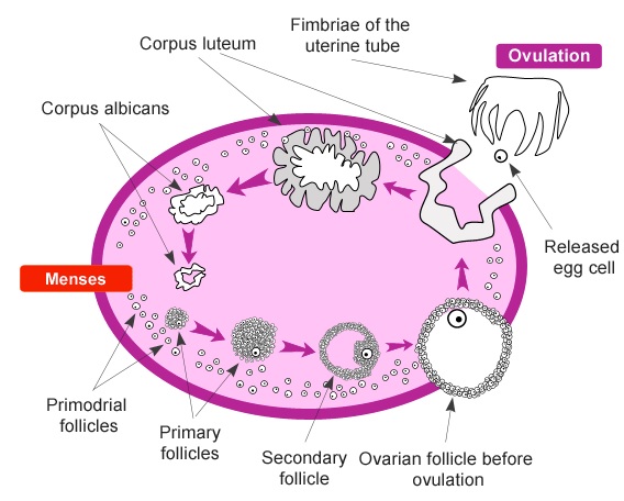 Physiology of female reproductive system