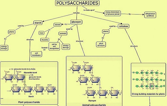 polysaccharides help code