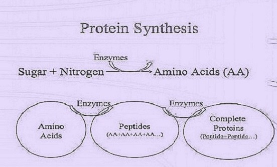 protein-synthesis help code
