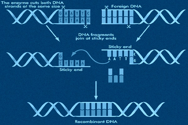 Recombinant dna technology help code