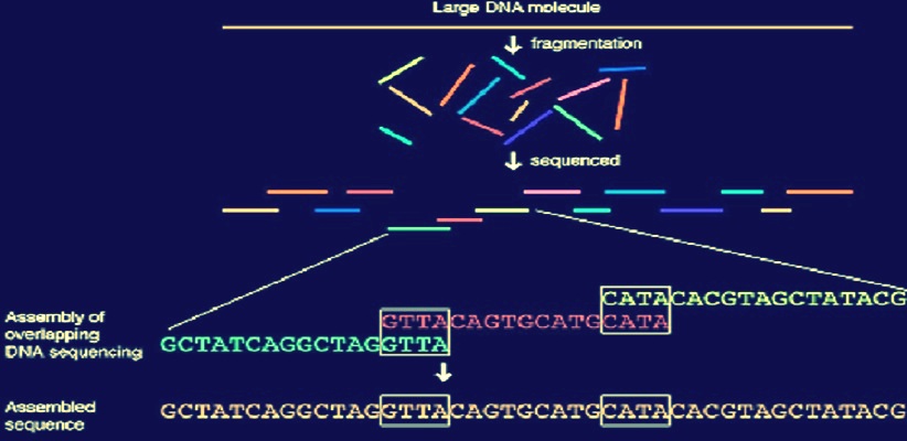 sequencing-of-genomes help code