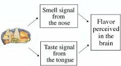 smell signal from the nose