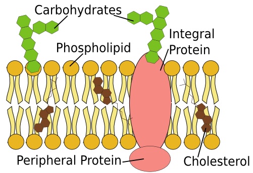 Structure of cell membranes