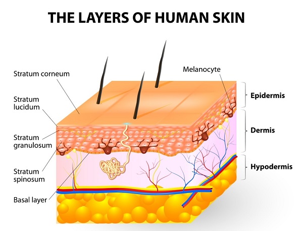 The Layer of Human Skin