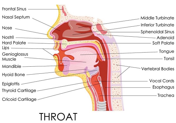 Throat