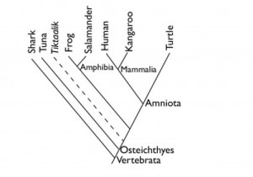 Tiktaalik fits on the cladogram