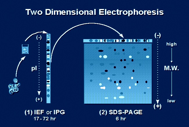 two dimensional electophoresis and fusion method help code