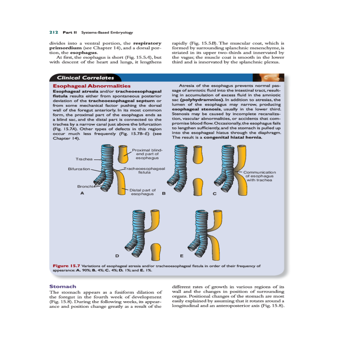 cephalic and caudal ends the stomach originally li