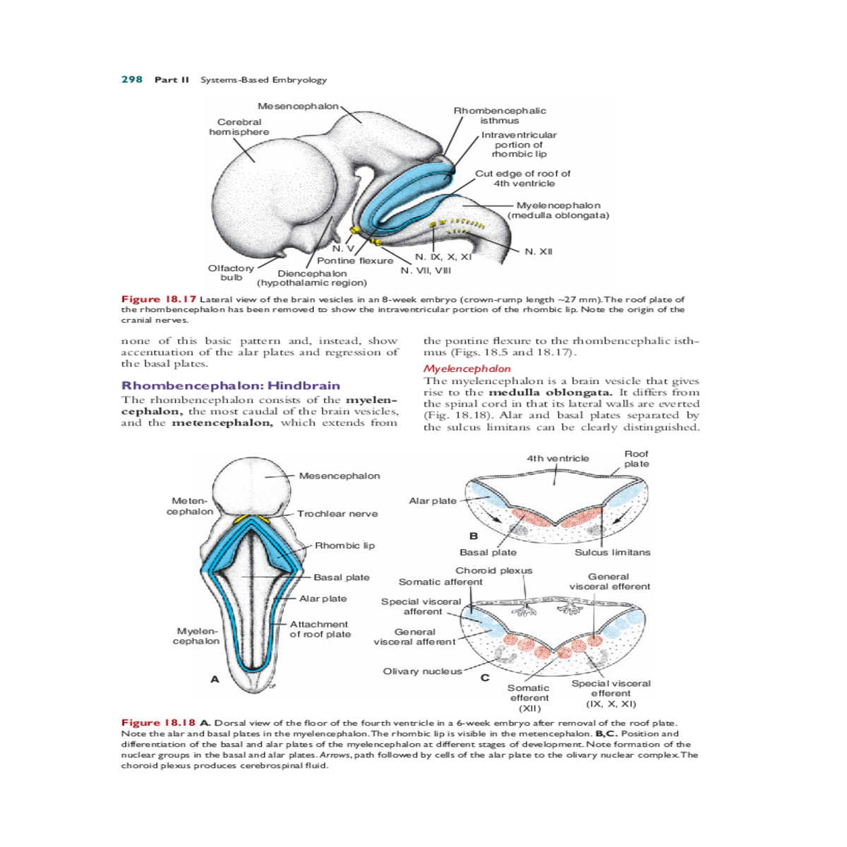 called the somatic efferent motor column