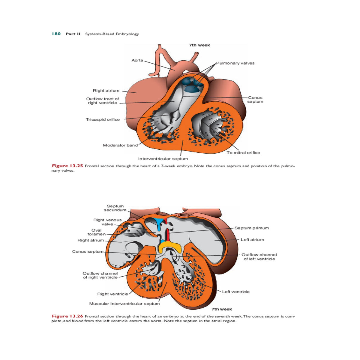 forming the muscular interventricular septum fig