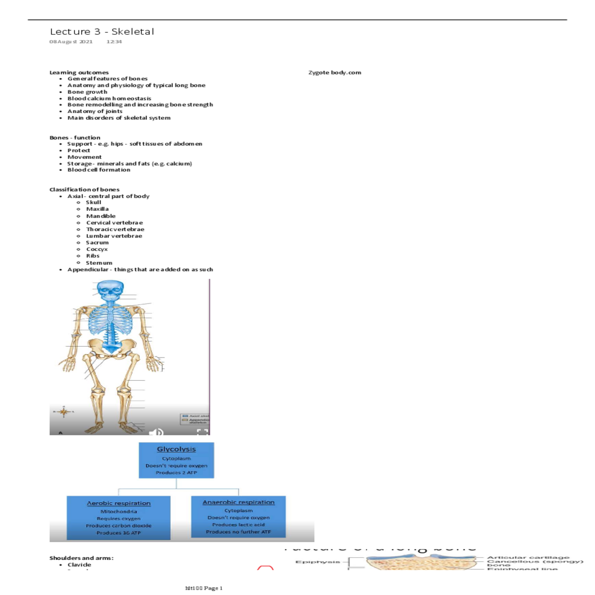 lay down bone matrix and surround cartilage cells