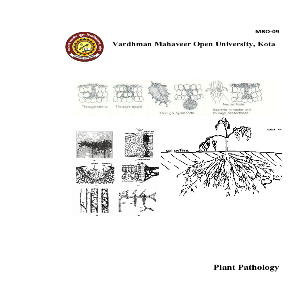 citrus canker seedling diseases seedling blight py