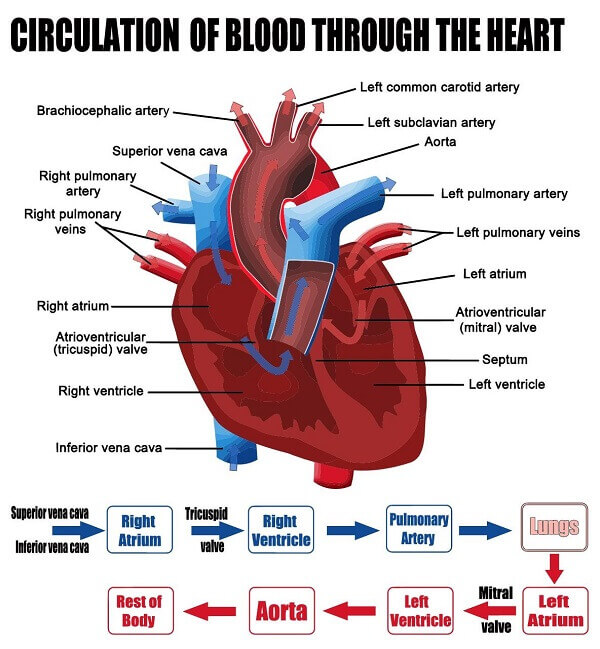 Circulation of blood through the heart