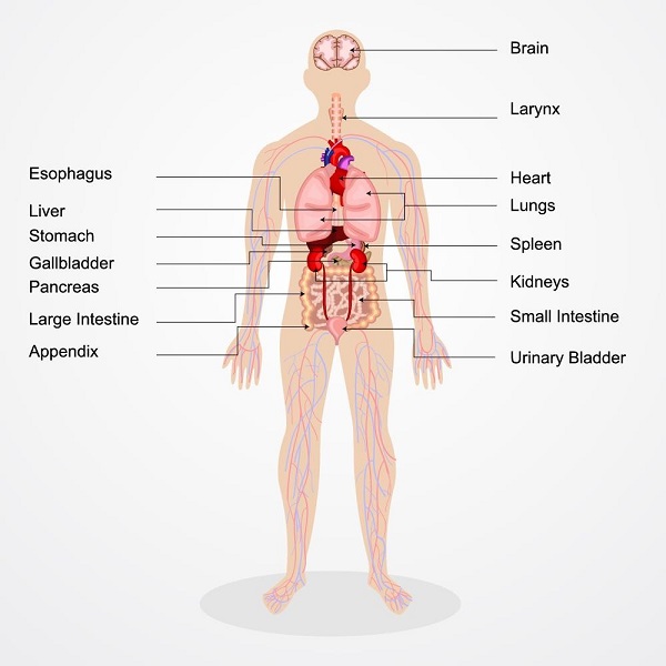 Organs of the human body