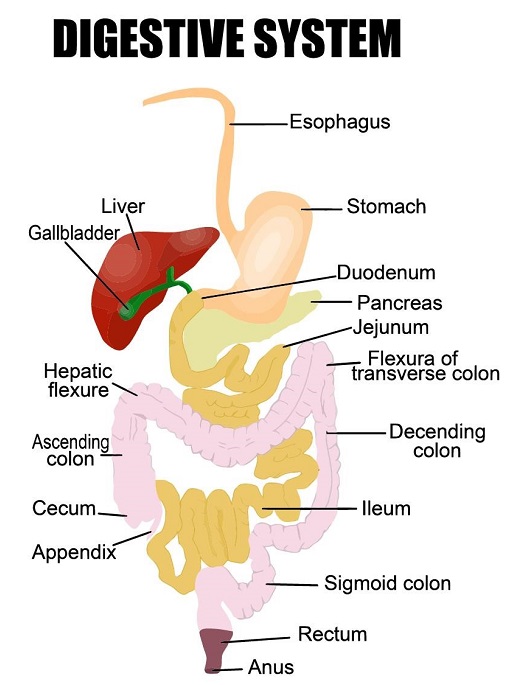 Digestive system