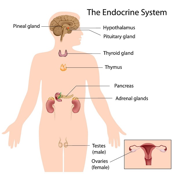 Endocrine system