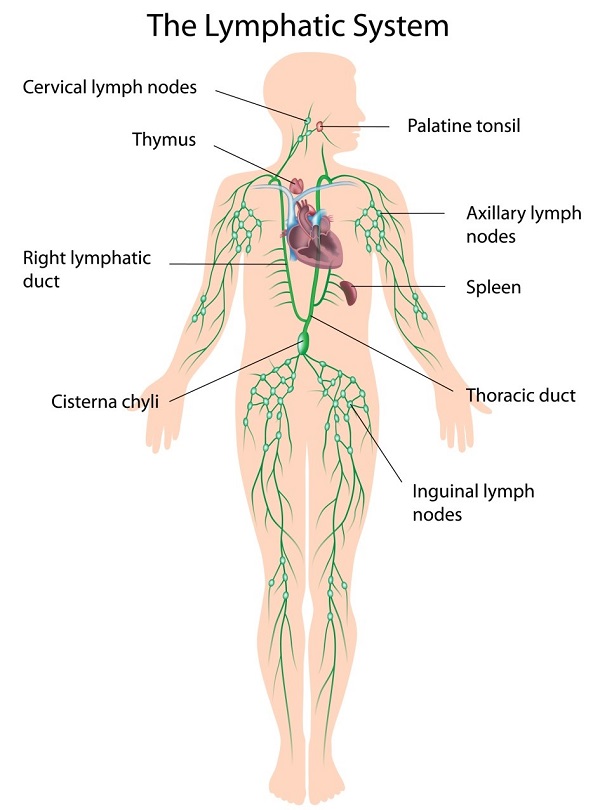 The lymphatic system